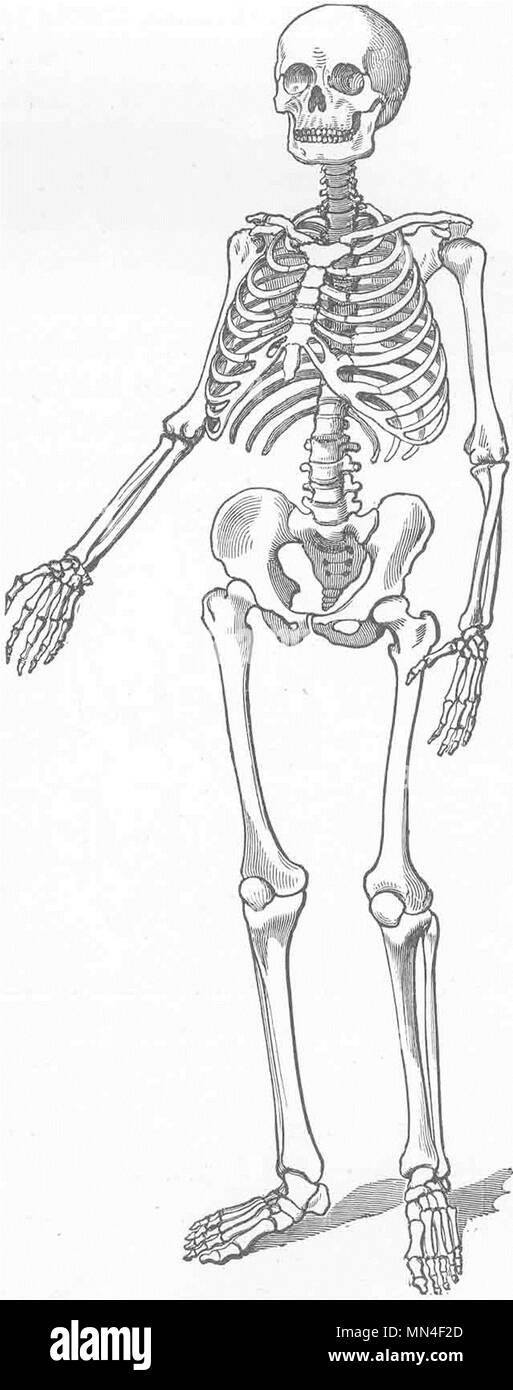 Les mammifères. Squelette humain 1893 ancienne vintage print photo Banque D'Images