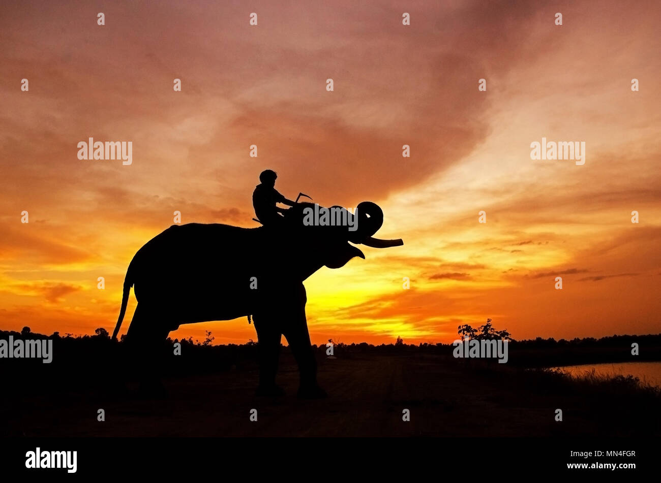 Un éléphant debout sur un champ de riz dans la matinée. Elephant village dans le nord-est de la Thaïlande, belle relation entre l'homme et l'éléphant. Banque D'Images