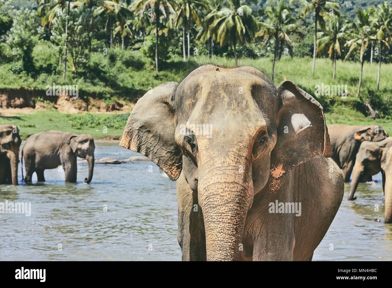 Les éléphants sont de baignade en rivière contre jungle à Sri Lanka. Banque D'Images
