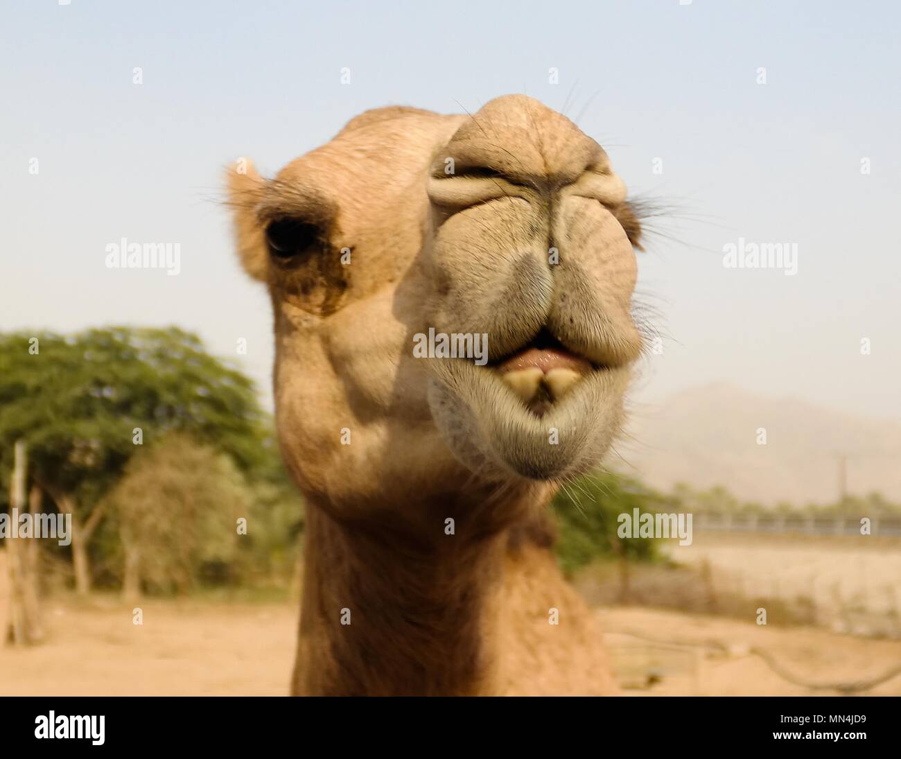 Chameau Drole Banque D Image Et Photos Alamy Chameau Drole Banque D Image Et Photos Alamy