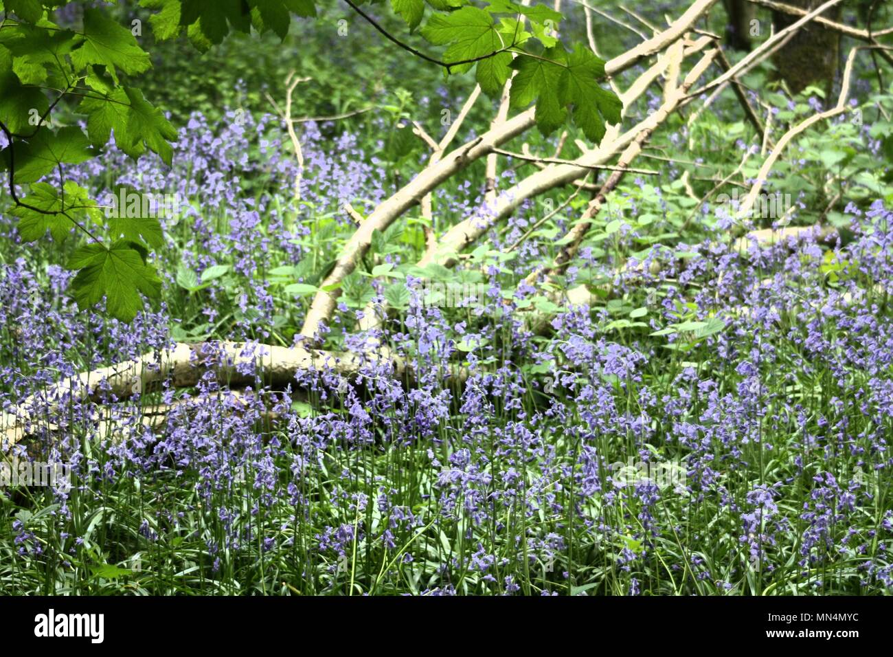 Arbre tombé dans la région de bluebell woods Banque D'Images