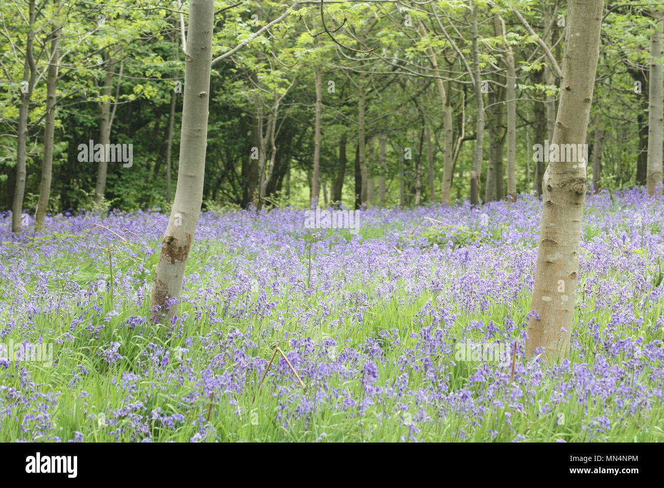 bois Bluebell Banque D'Images