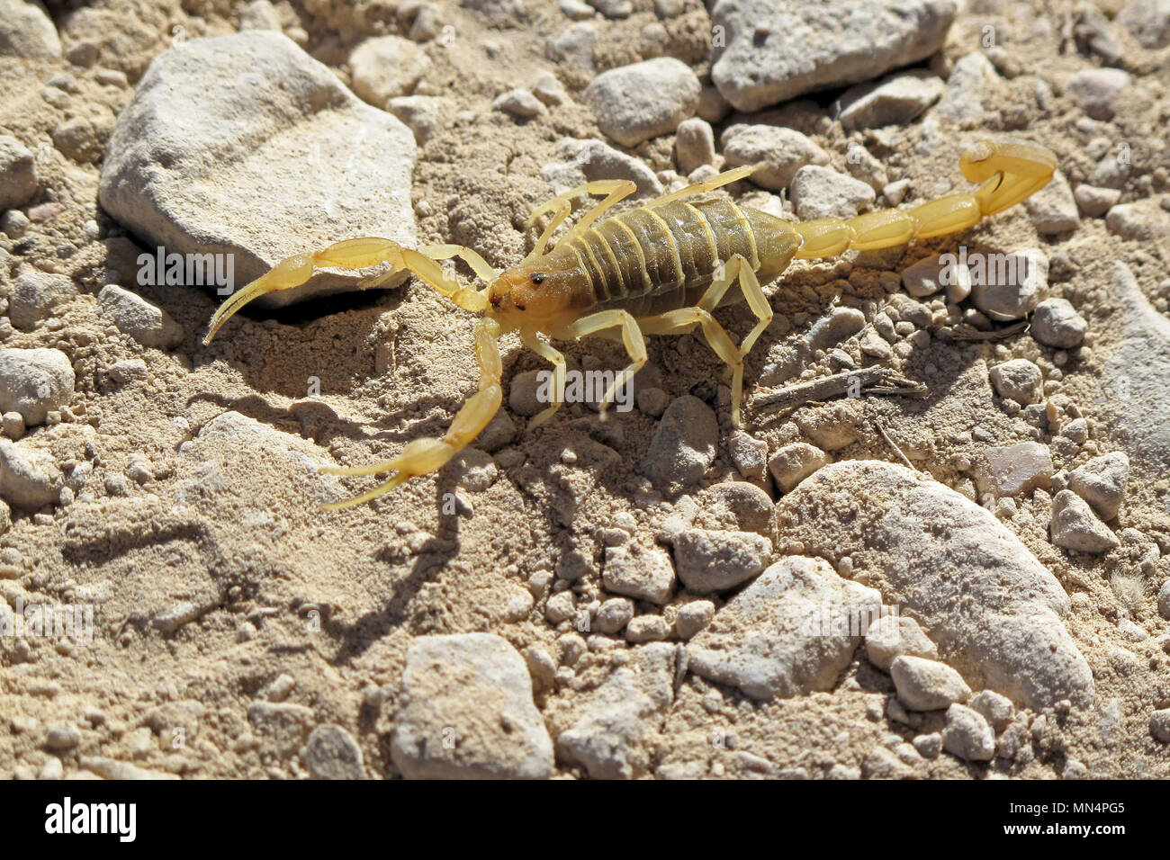 Scorpion jaune du désert, Big Bend National Park, Texas, États-Unis Banque D'Images