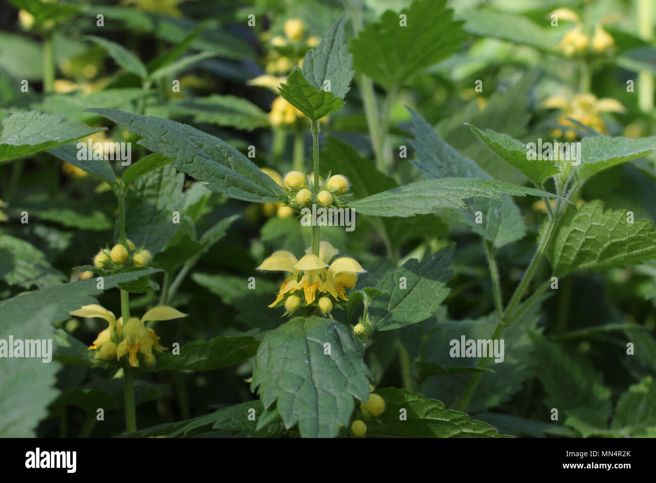 Fleurs jaunes de Lamium galeobdolon Banque D'Images