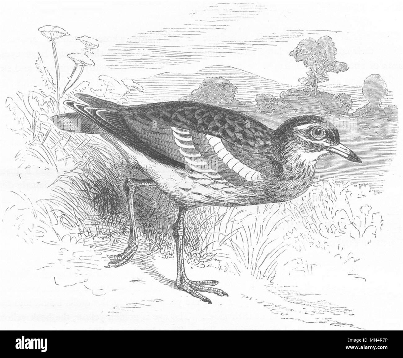 STILT-WALKER. Thick-Knees. Cmn-genou, l'oedicnème criard c1870 vieux ancien Banque D'Images