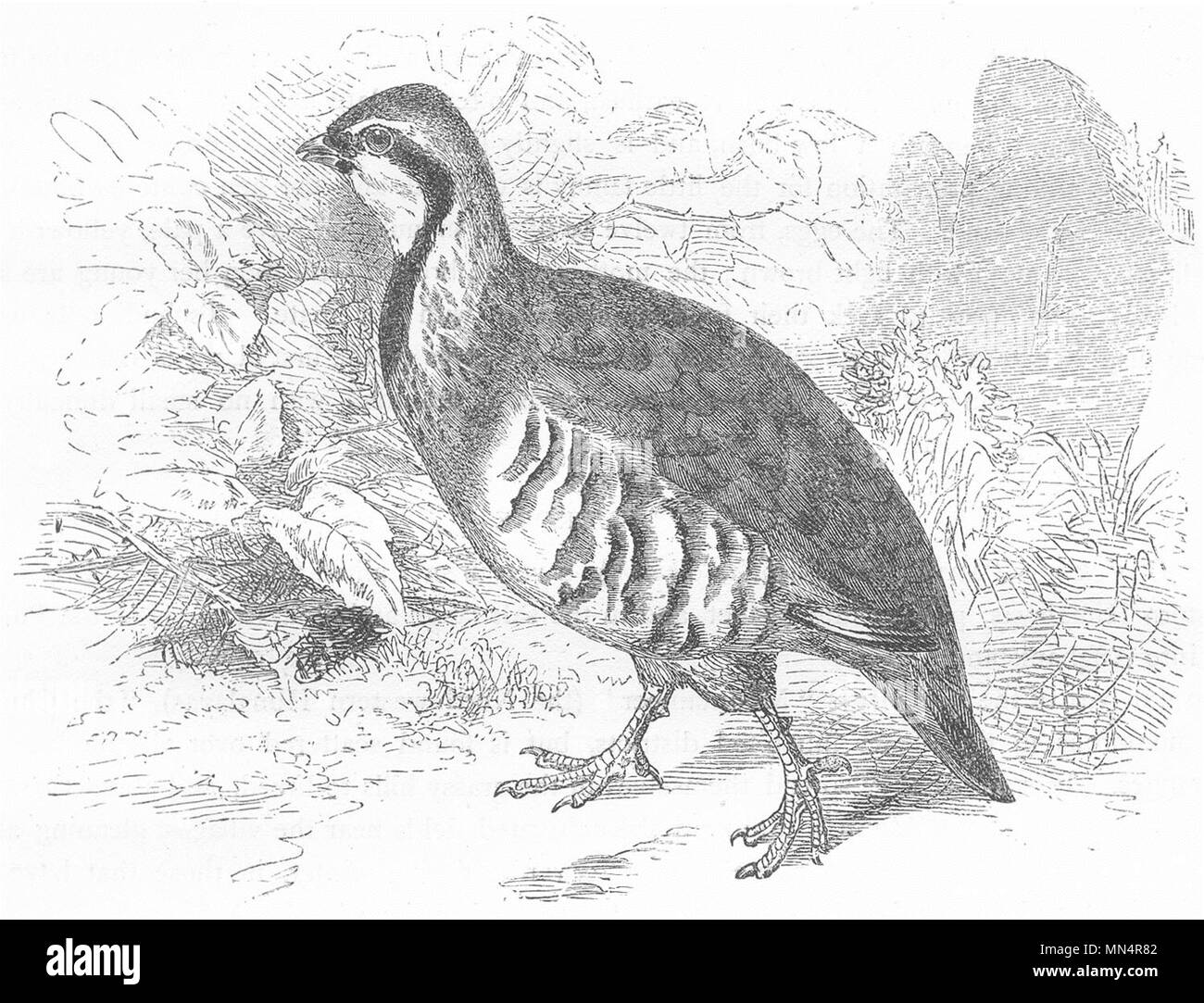Les oiseaux. Des oiseaux gallinacés. Partridge. Red-legged c1870 vieux ancien Banque D'Images