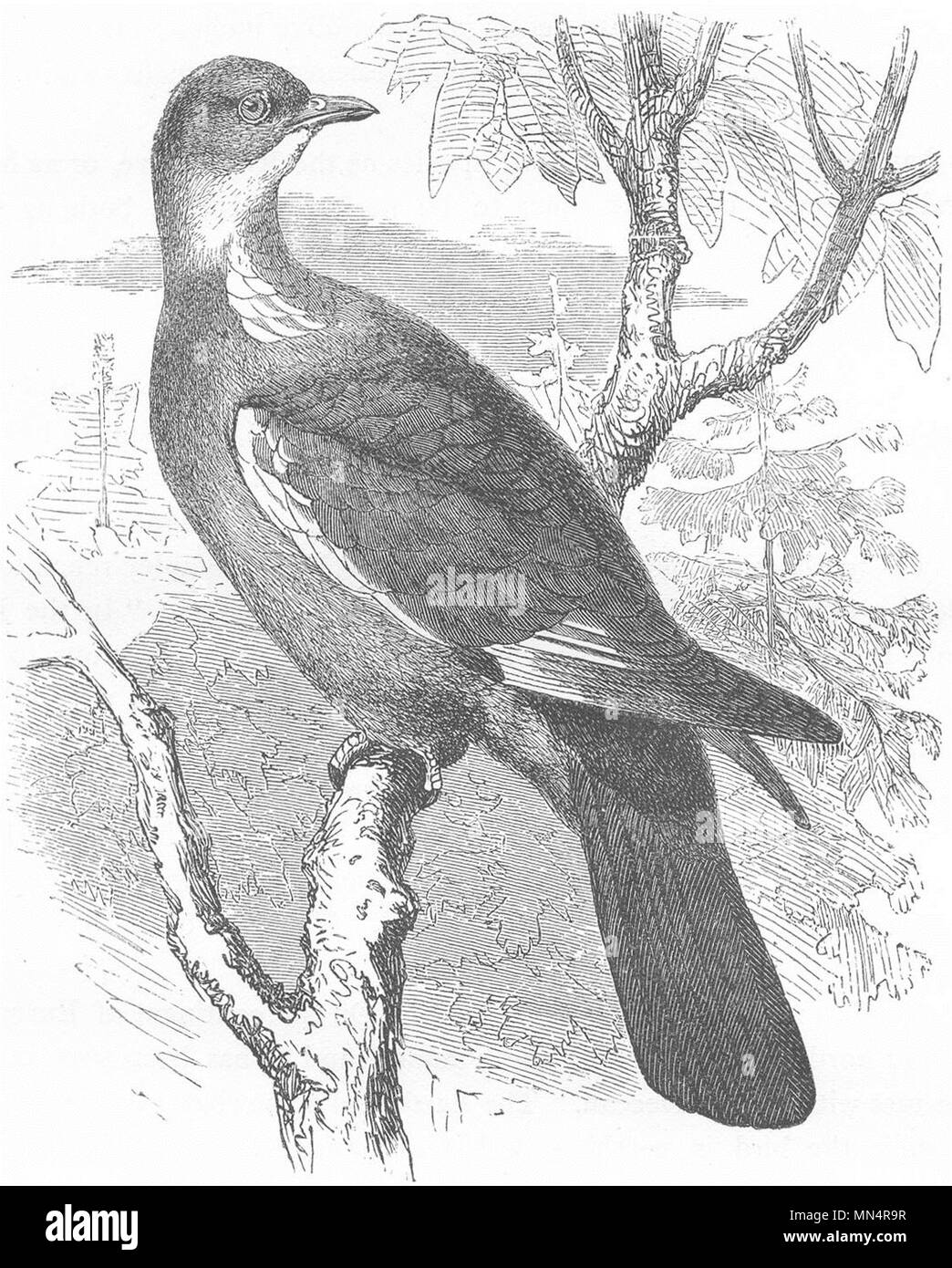 Gallinacés. Ring-Dove, bois c1870 ancienne vintage print photo Banque D'Images