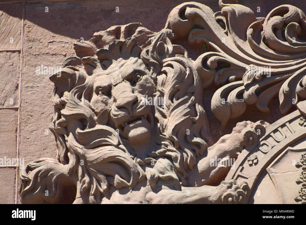 Lion Royal Banque D'Images