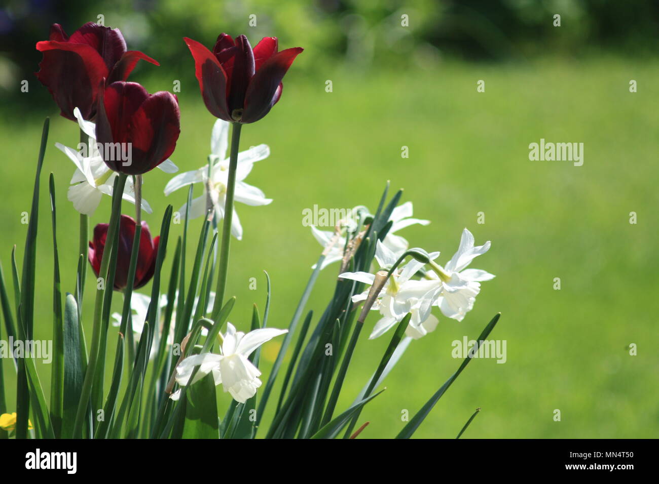 Les tulipes et les jonquilles dans un chalet jardin Banque D'Images