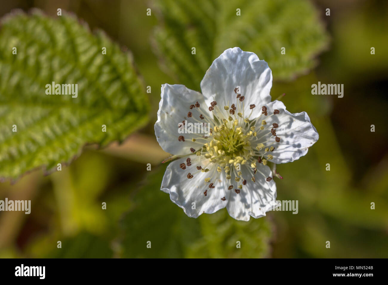 Fleur de blackberry (Rubus) avec un fond vert Banque D'Images