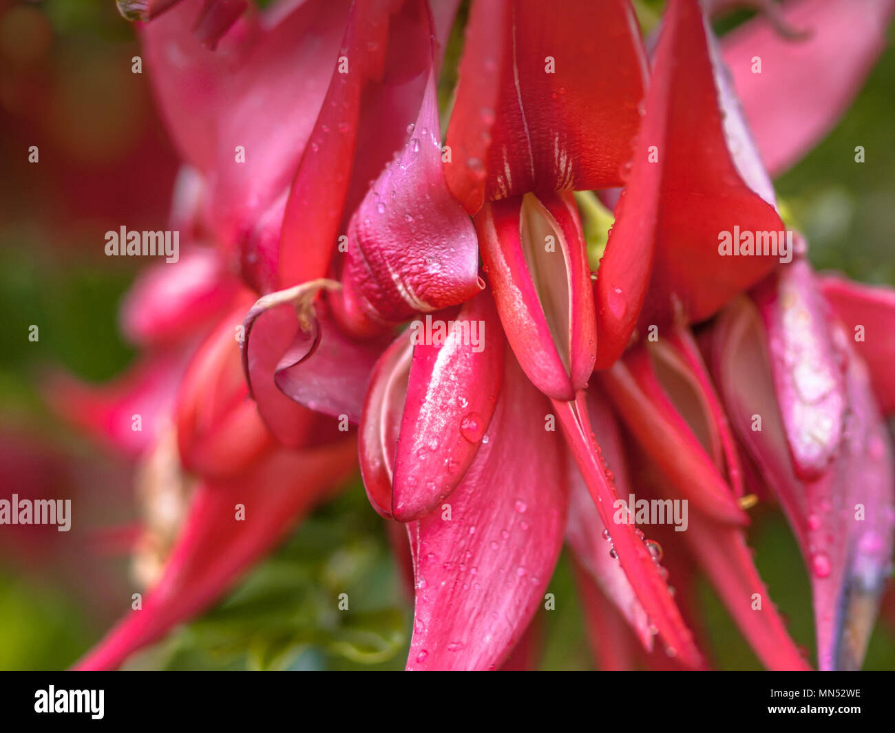 Des fleurs rares (Kakabeak Clianthus puniceus). Cette espèce végétale en voie de disparition est originaire et endémique de la Nouvelle-Zélande Banque D'Images