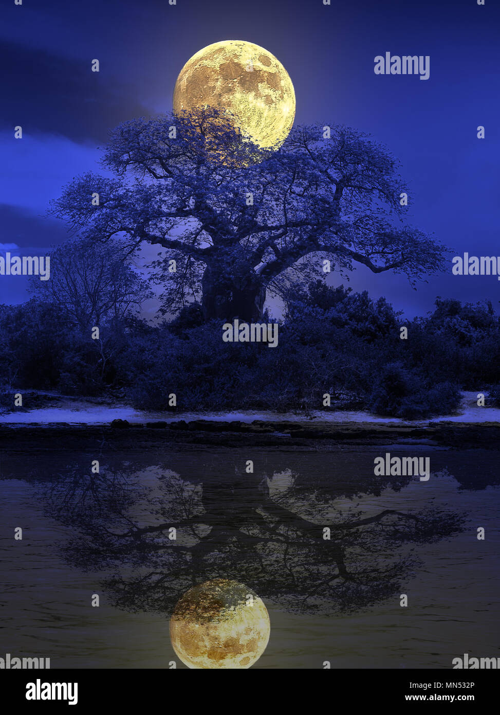 Avis de baobab sur une nuit de pleine lune. Banque D'Images