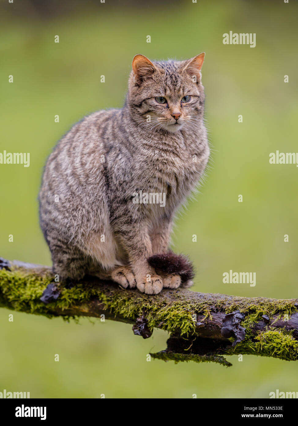 Chat Sauvage Européen (Felis silvestris) avec rayures et distinctif le bout de la queue noir assis sur une branche Banque D'Images