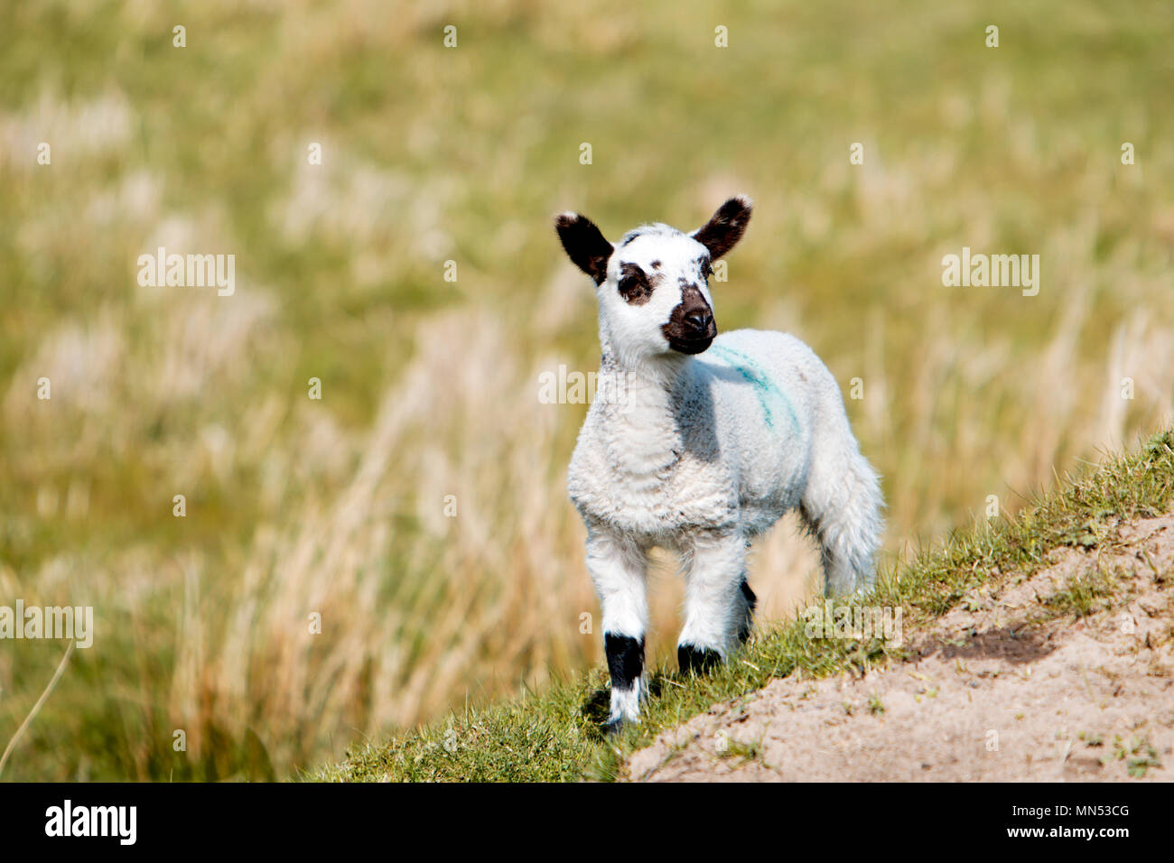 Un agneau bénéficiant le soleil de l'après-midi dans la région de Nidderdale North Yorkshire Banque D'Images