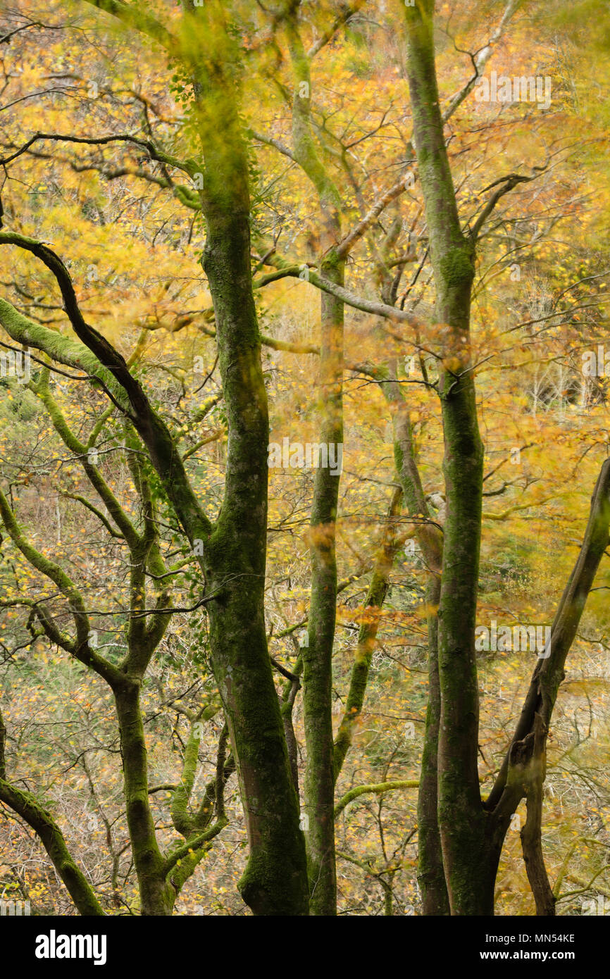 Couleurs d'automne dans la vallée de Conway, Galles, Royaume-Uni Banque D'Images