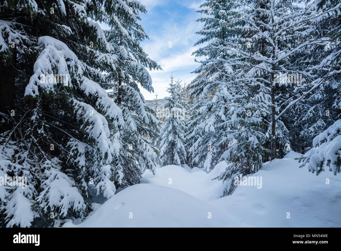 La neige sur les arbres, La Tzoumaz, Valais, Suisse, Banque D'Images