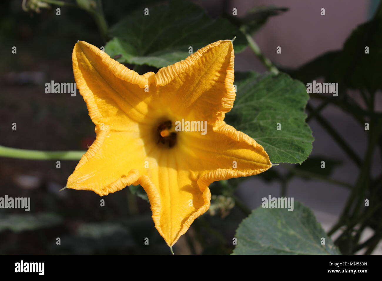 Fleur de Courge potiron potiron(fleur) Banque D'Images