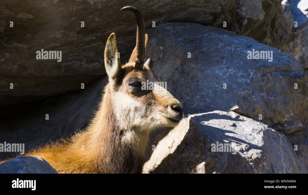 Chamois tourné en Innsbruck zoo alpin en avril 2018 Banque D'Images