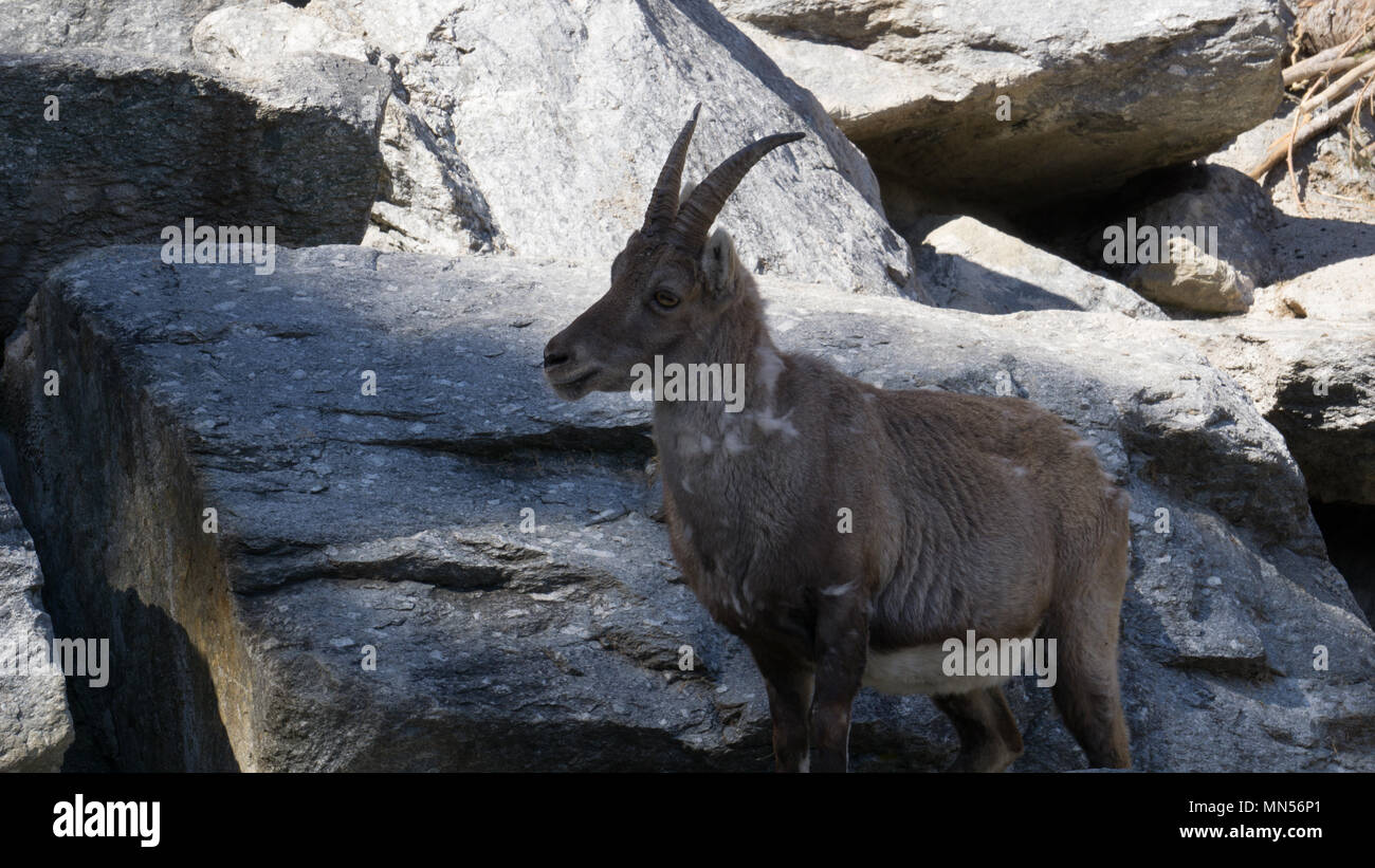 Chamois tourné en Innsbruck zoo alpin en avril 2018 Banque D'Images