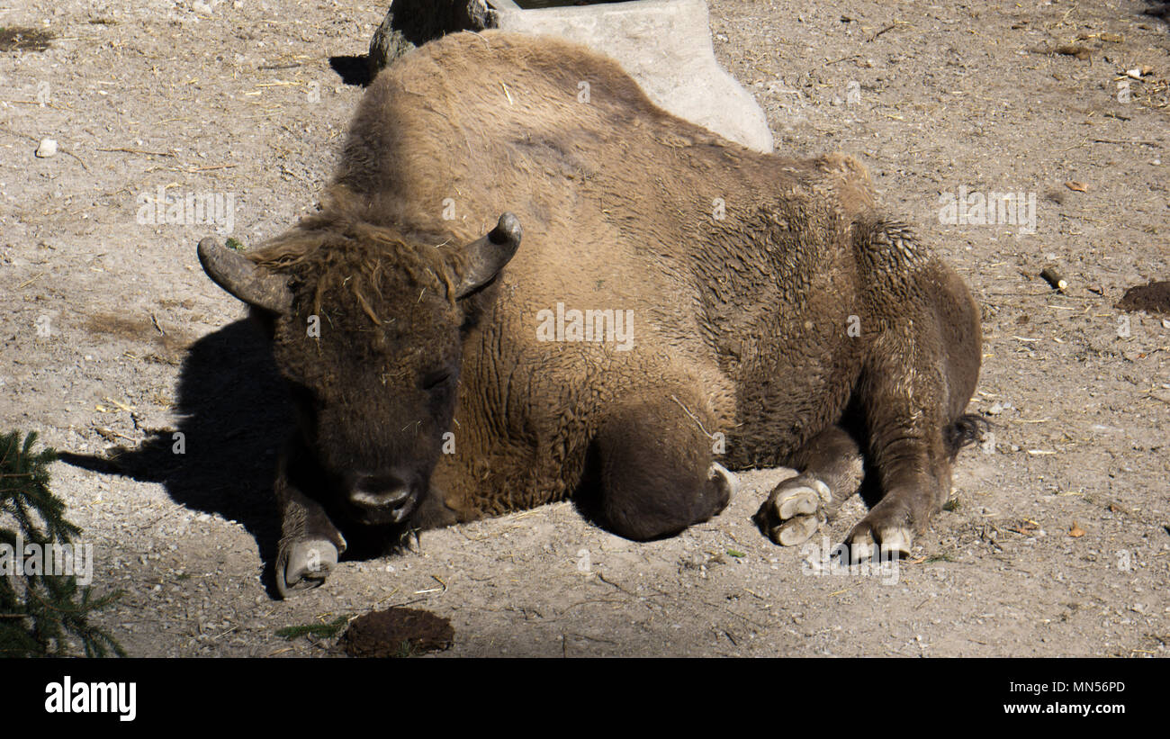 Dans Buffalo zoo alpin à Innsbruck en avril 2018 Banque D'Images