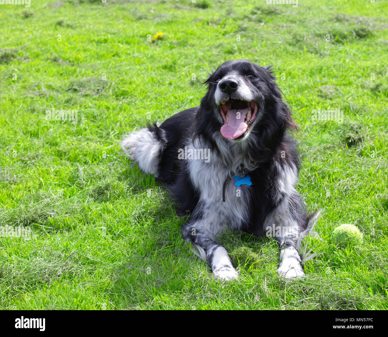 Chien dans le parc Banque D'Images