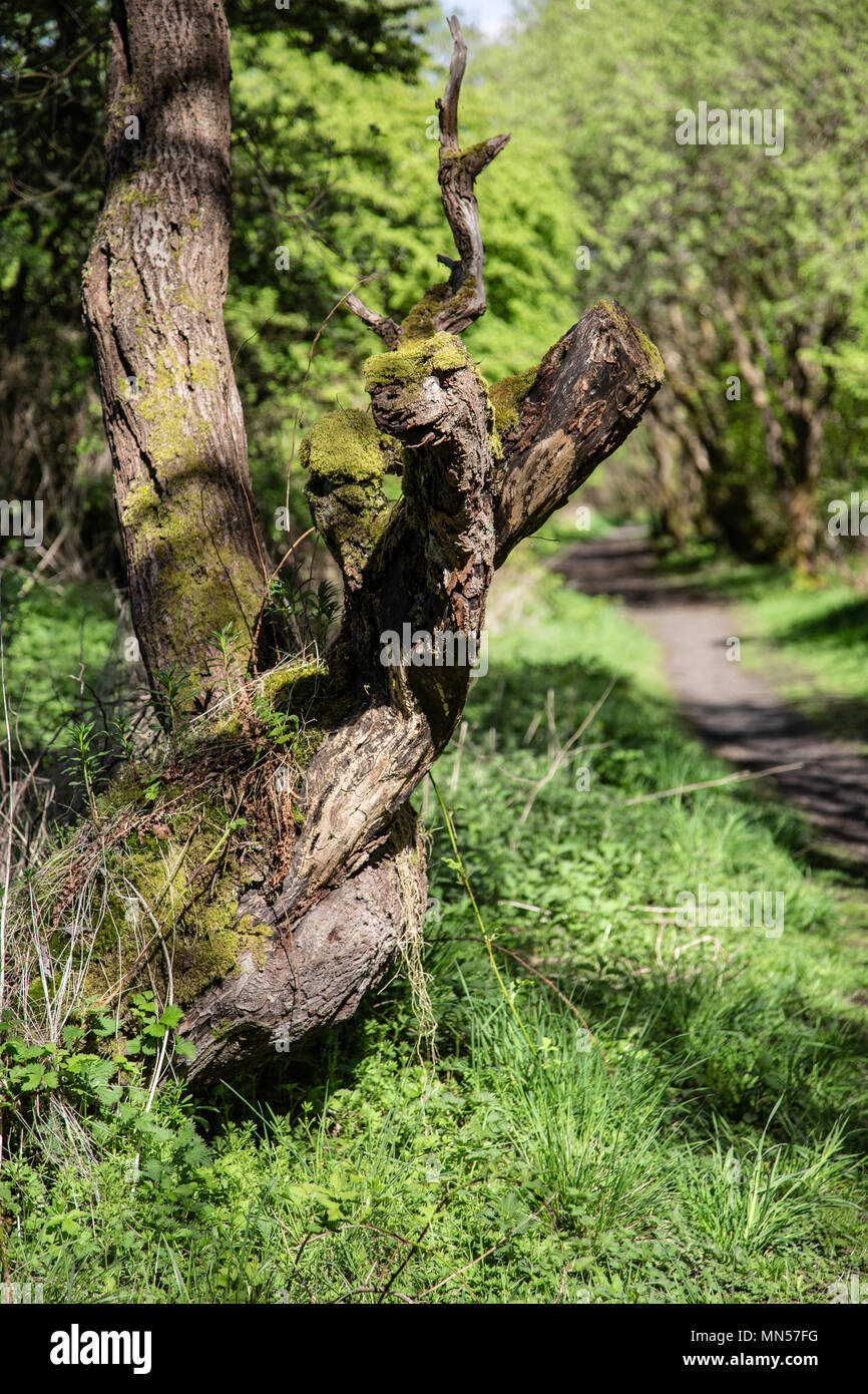 Arbre Banque D'Images
