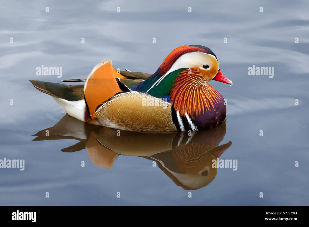 Canard mandarin (Aix galericulata) Banque D'Images