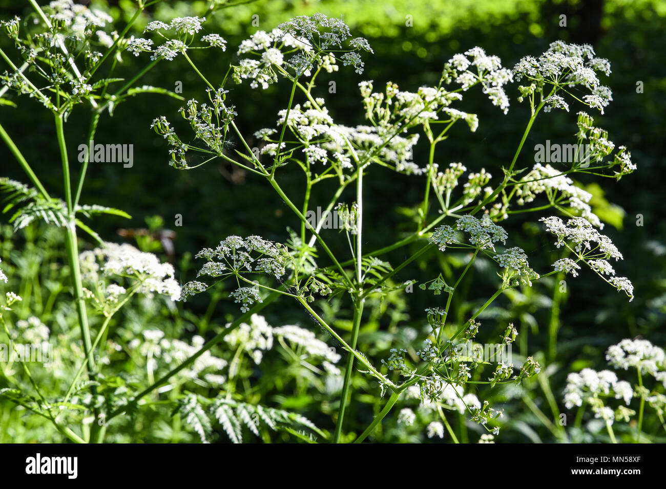 Cow Parsley (close up) Anthriscus sylvestris,Foots Cray Meadows,Albany Park,Kent. UK Banque D'Images