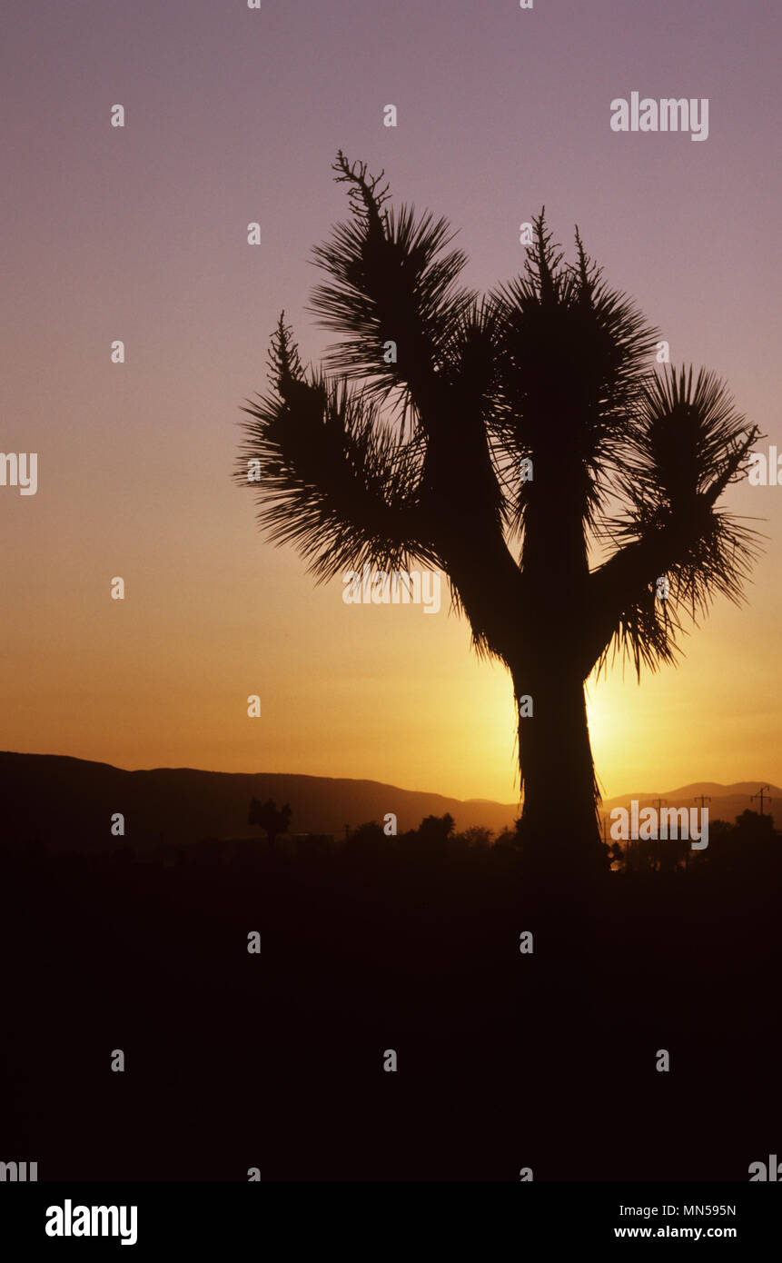 Joshua tree, Yucca Yucca brevifolia, palm, Joshua Tree au coucher du soleil, Lancaster, CA 830401 032L Banque D'Images