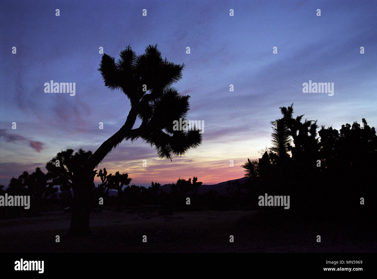 Joshua trees, Yucca Yucca brevifolia, palm, lever du soleil à Black Rock Canyon, le parc national Joshua Tree, CA 980516 006 Banque D'Images
