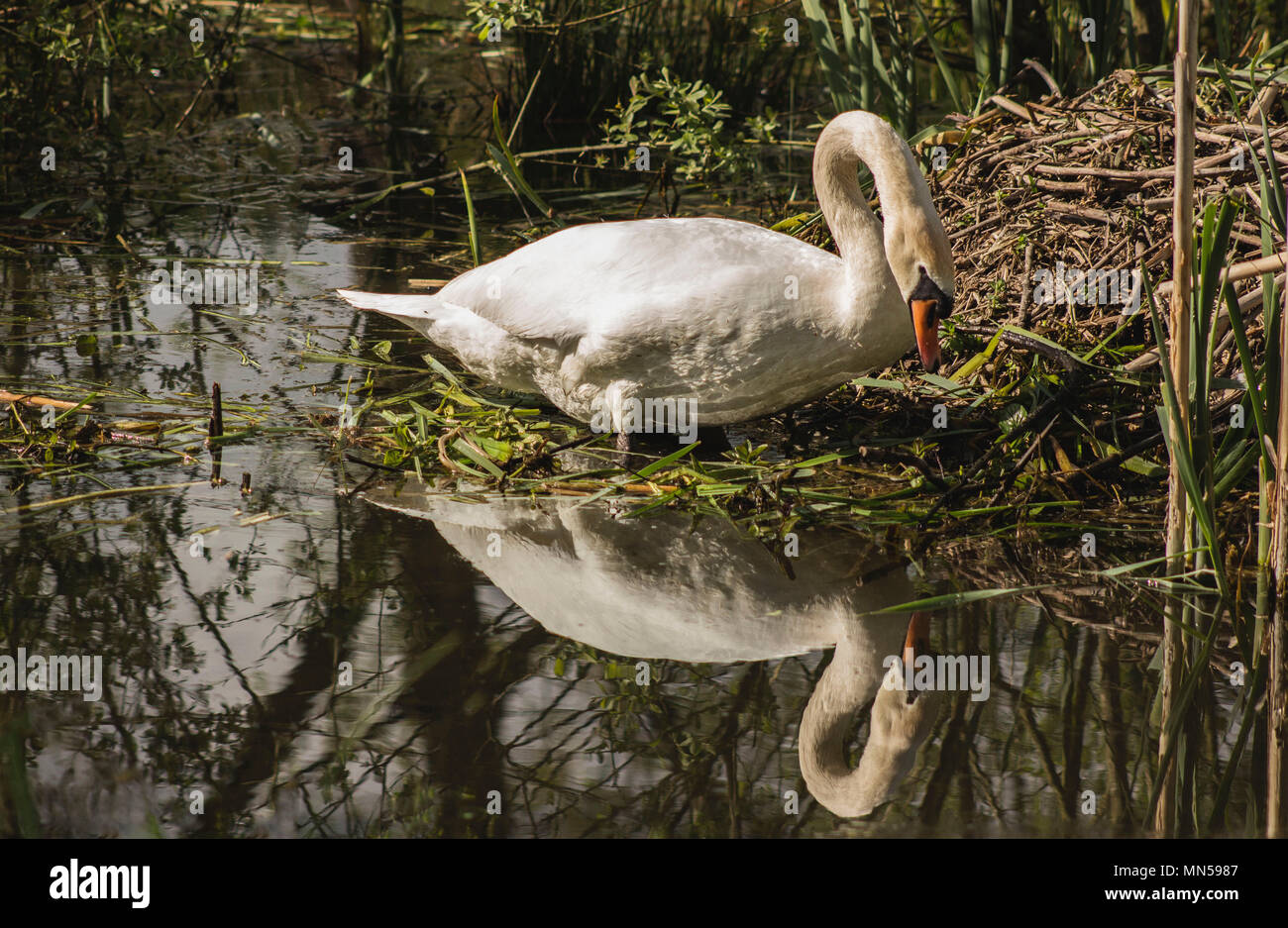 La construction d'un nid de cygne reflétée sur un lac dans le Yorkshire, UK prêts pour bébés qui naissent Banque D'Images