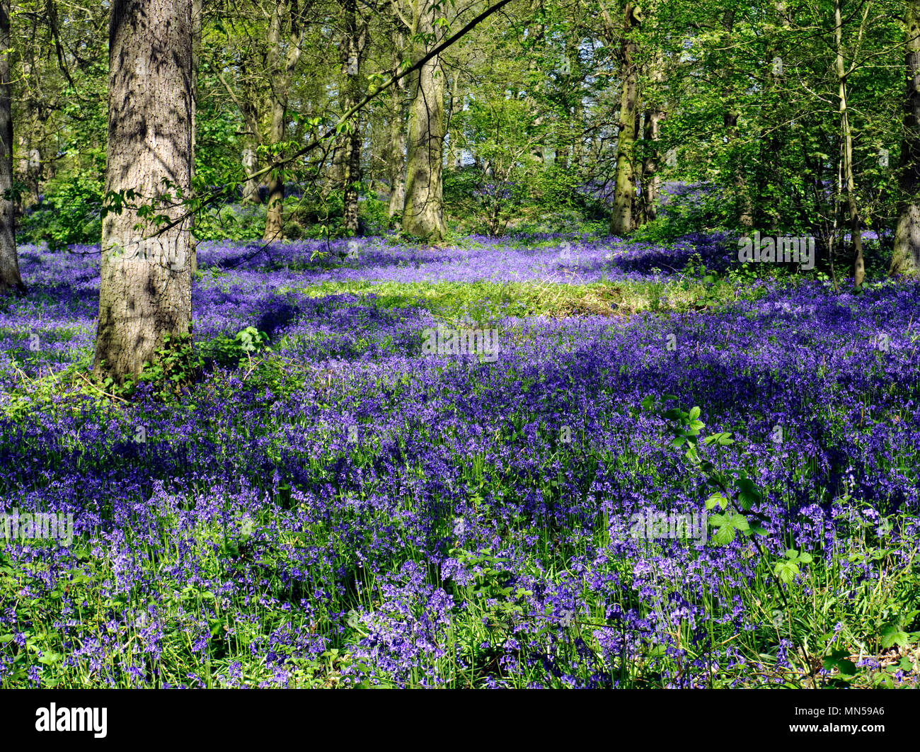 Un superbe écran de English Bluebells (Hyacinthoides non-scripta) dans le Grand Bois, près de Blickling à Norfolk, en Angleterre, en mai 2018. Banque D'Images