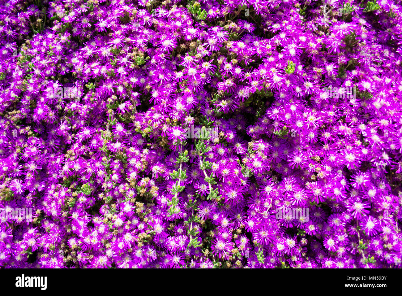 Hardy usine à glace (Delosperma cooperi) lit de fleur Banque D'Images