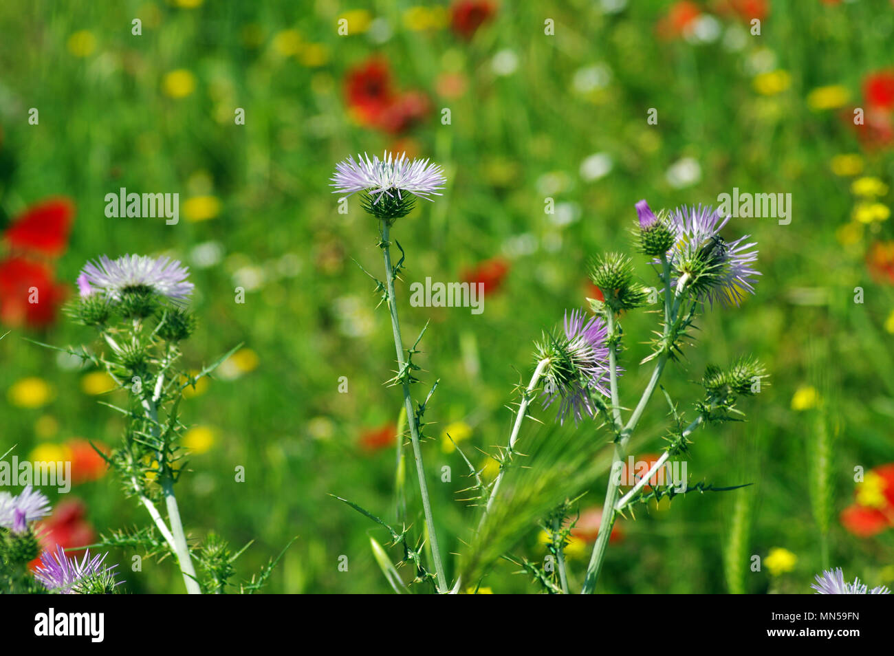 Chardon sauvage (galactites tomentosa), close-up Banque D'Images