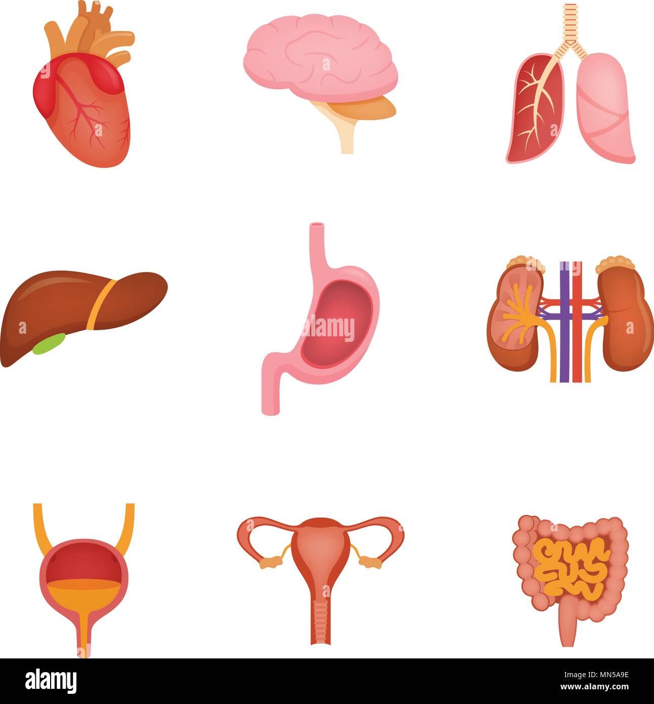 Ensemble d'organes internes, y compris le cerveau, cœur, foie, rate, reins, système urinaire, de la reproduction. Illustration de Vecteur
