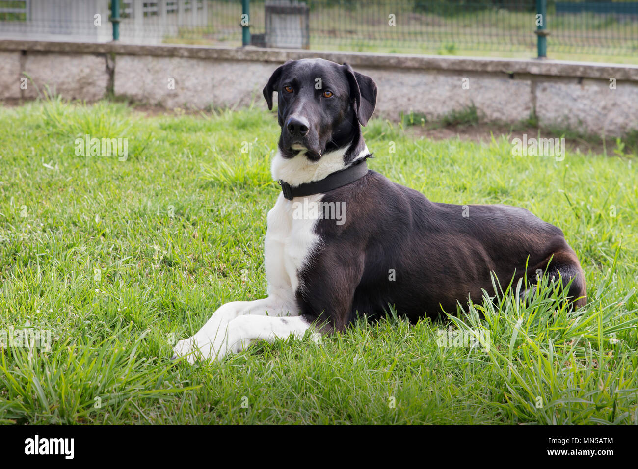 Petit Chien Noir Dans Le Jardin Au Printemps Banque Dimages