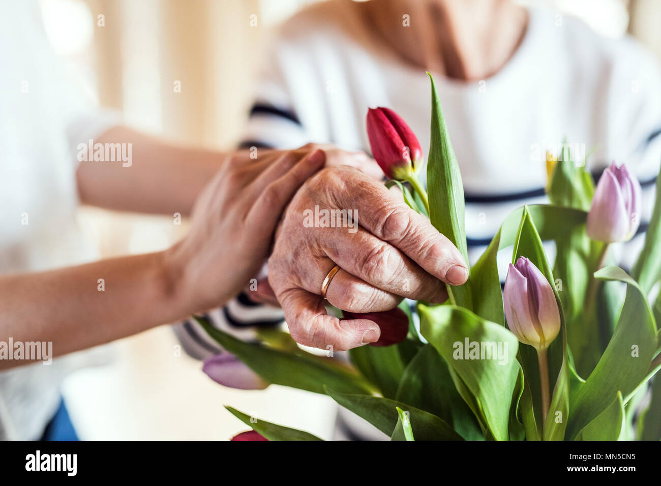 Mains d'un vieux méconnaissable et jeune femme de mettre des fleurs dans un vase. Banque D'Images