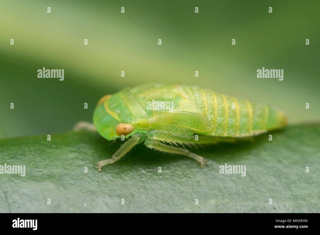 Nymphe Cicadelle de la famille des Cicadellidae reposant sur feuille. Tipperary, Irlande Banque D'Images