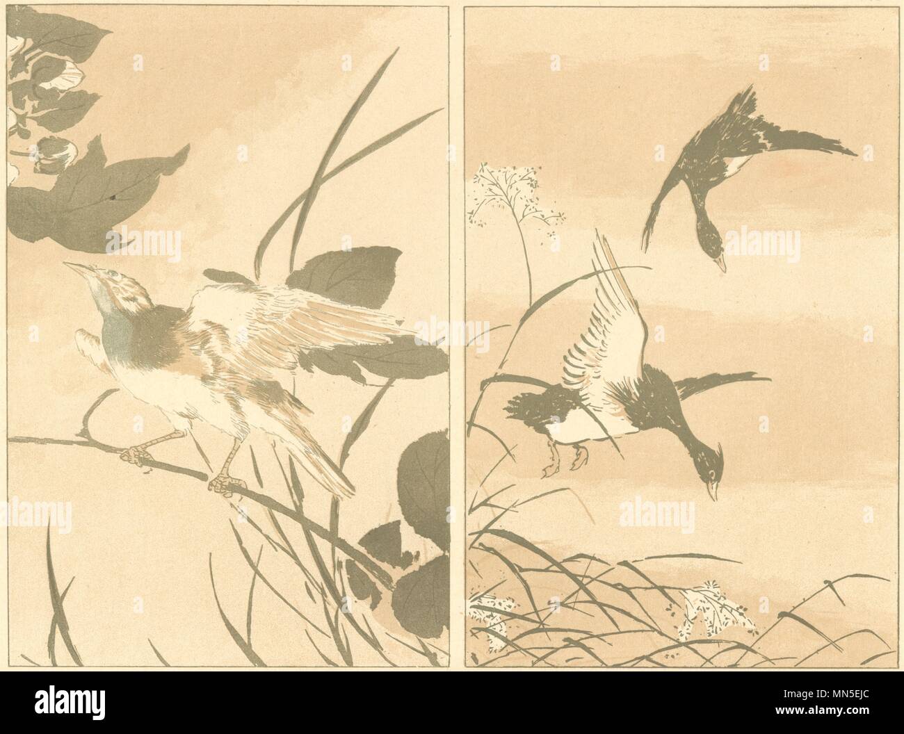 Le JAPON. Étude des oiseaux anonyme 1890 ancienne vintage print photo Banque D'Images