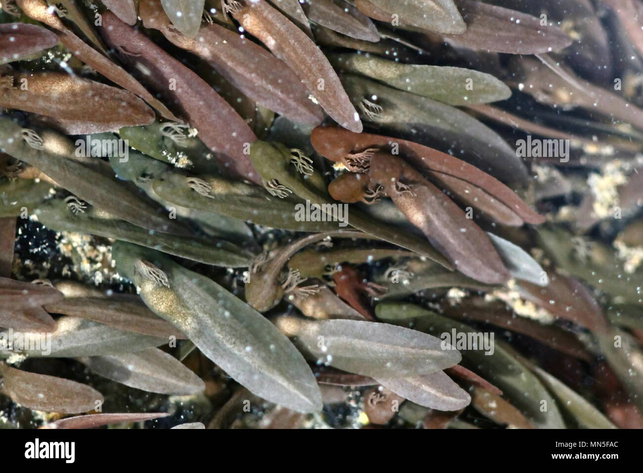 Les têtards de grenouille herbe brune communs, Rana temporaria Banque D'Images