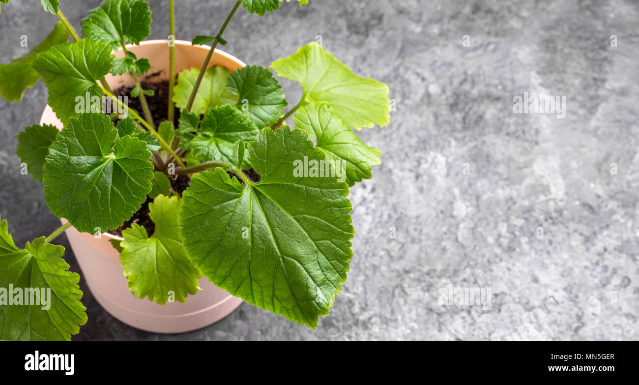 Plante Shiso copy space Banque D'Images