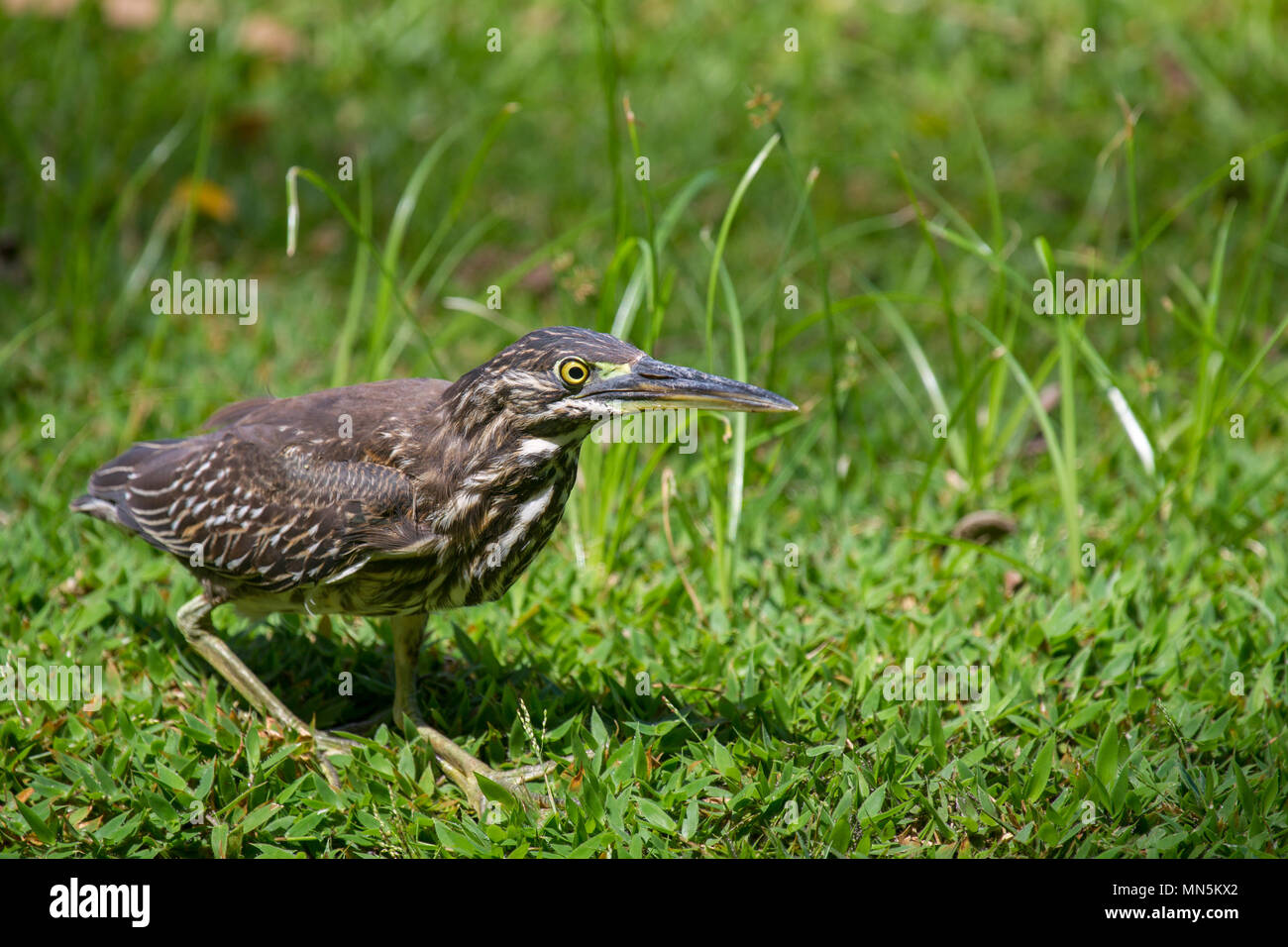 Héron juvénile (Butorides striata) sur une prairie sur Praslin, Seychelles. Banque D'Images