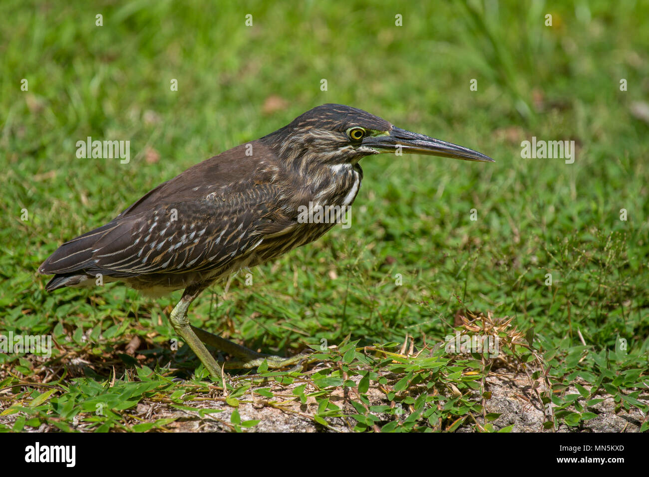 Héron juvénile (Butorides striata) sur une prairie sur Praslin, Seychelles. Banque D'Images