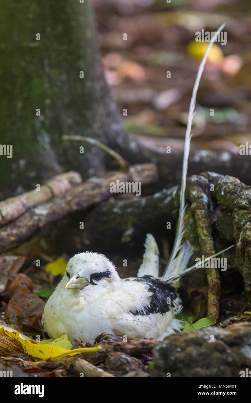 White-queue (Phaethon lepturus) nichant au sol sur Cousin, Seychelles. Banque D'Images