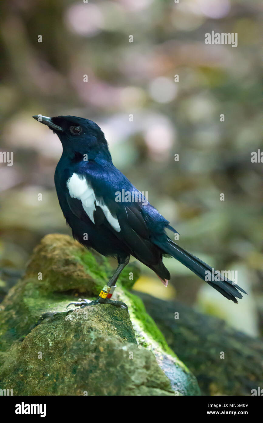 Une espèce en voie d'magpie Seychelles Copsychus sechellarum-robin () sur le sol forestier sur Cousin, Seychelles. Banque D'Images