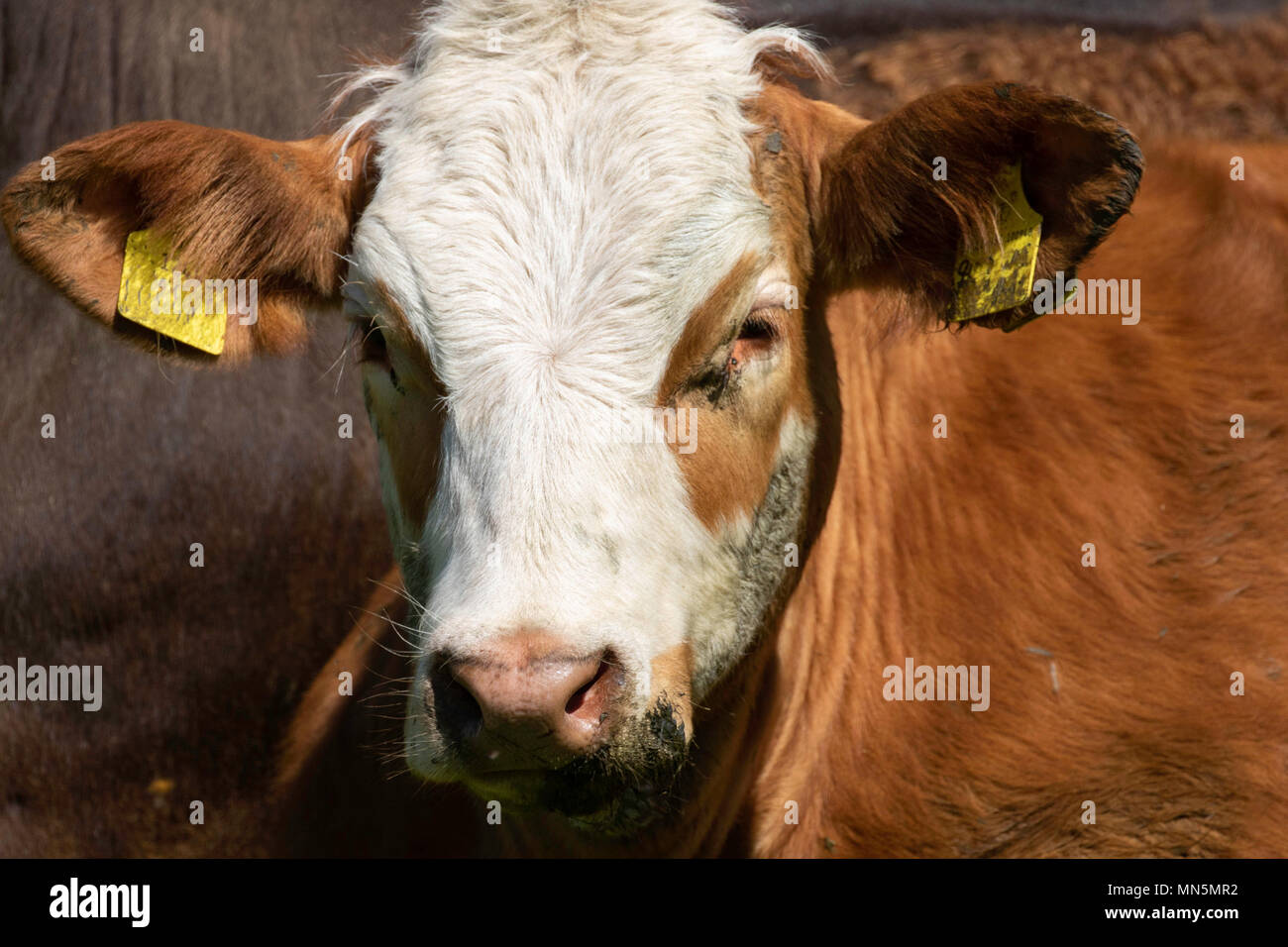 Vache brun et blanc à la recherche de l'appareil photo. Banque D'Images