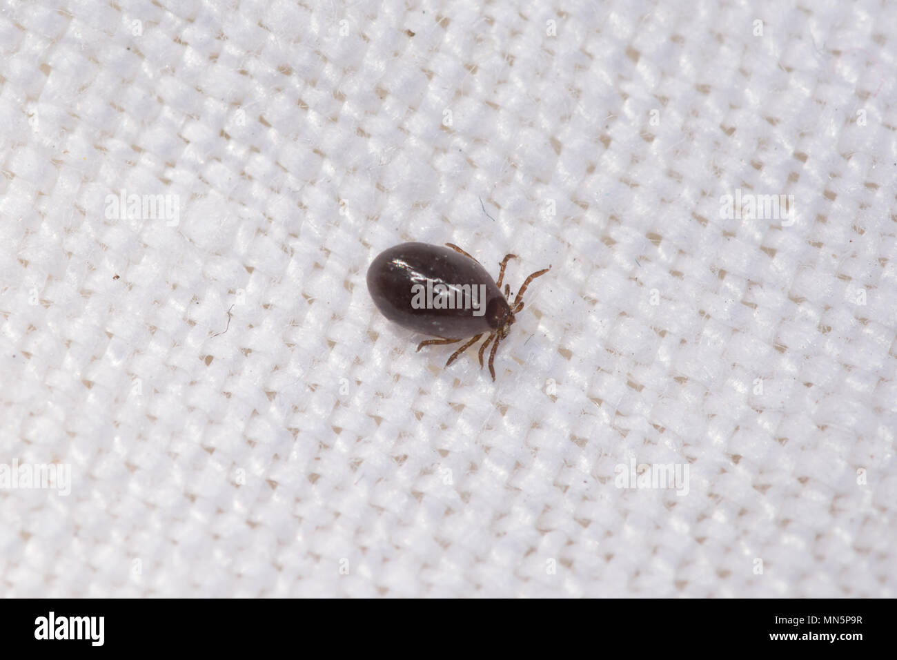 Une tique sur un fond blanc. Ces arachnides peuvent transporter des maladies comme la maladie de Lyme, qu'ils transmettent lorsqu'ils mordent. Banque D'Images