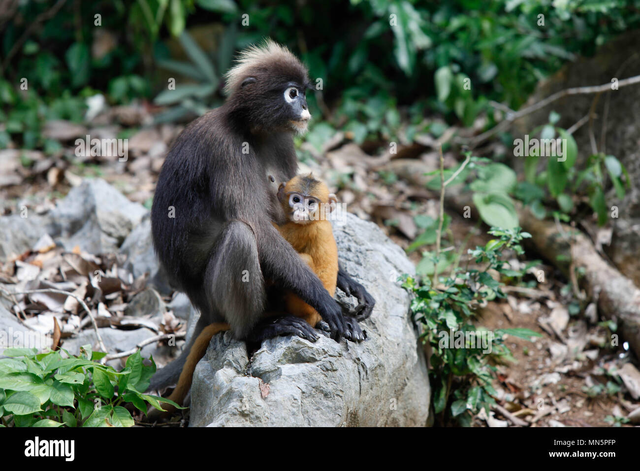 Mignon bébé primate avec maman en Thaïlande Banque D'Images