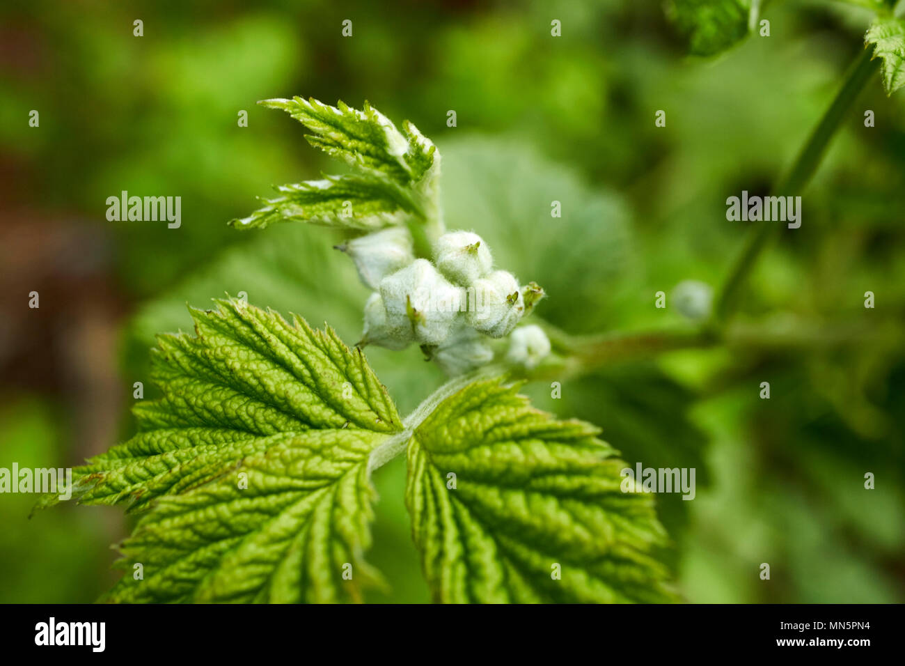 De plus en plus des boutons de fleurs framboise au printemps dans un jardin UK Banque D'Images