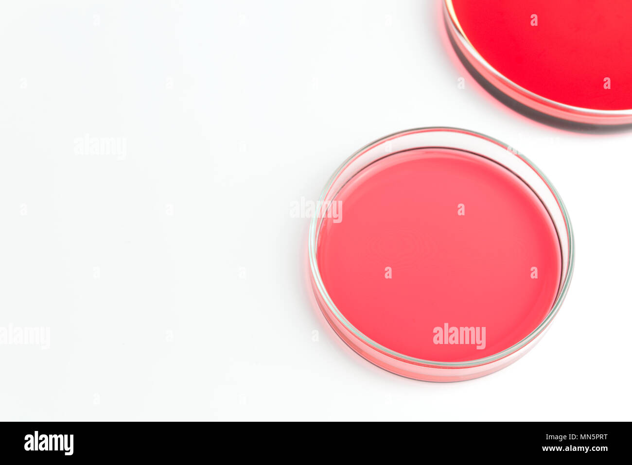 Pétri de solution de chlorure de cobalt rouge rose aqueux liquide isolé sur fond blanc. Concept scientifique Science Banque D'Images